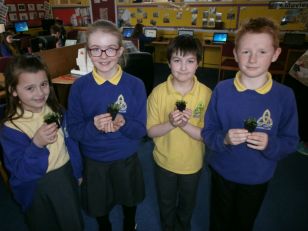 Mr Starrs P6 class have grown shamrocks for St Patricks Day.